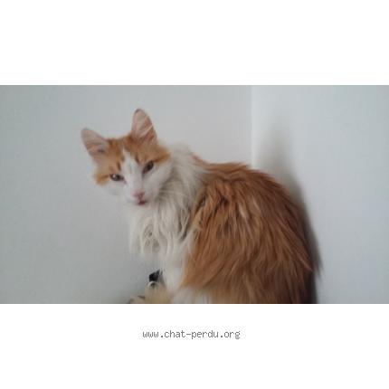 Photo 1/1 Andy Chat lost in Saint mande