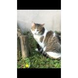 Picture of cat lost at Colomiers