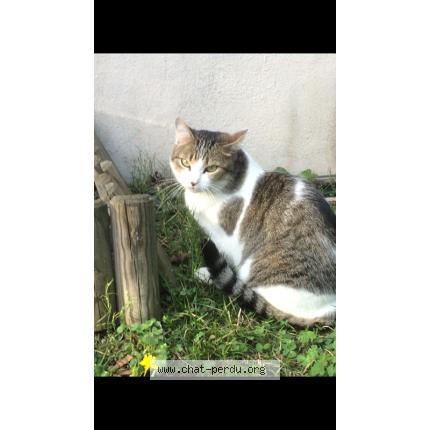 Photo 1/2 BELLA Chat lost in Colomiers