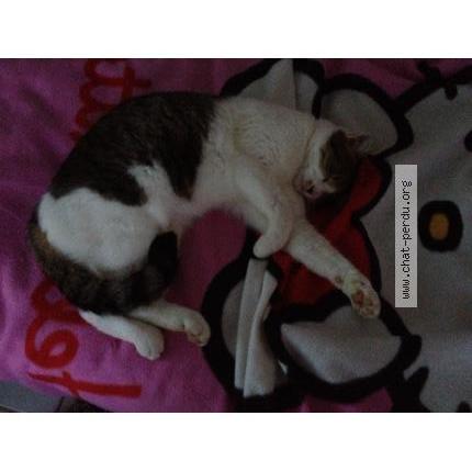 Photo 2/2 BELLA Chat lost in Colomiers