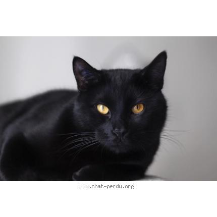 Photo 1/1 Mischka Chat lost in Paris