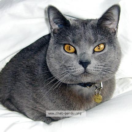 Photo 1/1 valoise Chat lost in Quint fonsegrives