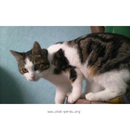 Photo 1/1 Boubouille Chat lost in Onnaing