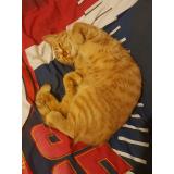 Picture of cat lost at Cabrieres