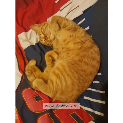 Photo 1/1 Bella Chat lost in Cabrieres