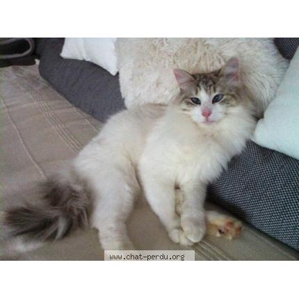 Photo 1/1 OZY Chat lost in Montagnole