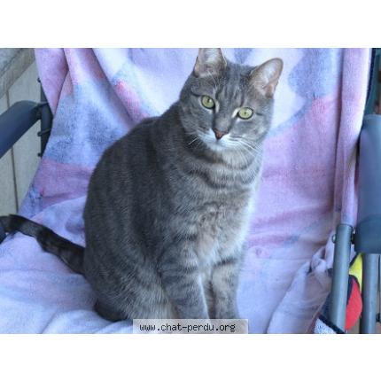 Photo 1/1 Cookie Chat lost in Bruxelles