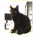 Picture of cat lost at Marcigny