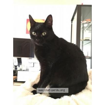 Photo 1/1 LILO Chat lost in Marcigny