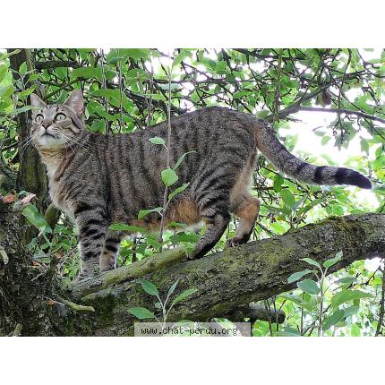 Photo 1/1 Timmy Sozzy Chat lost in Plaisir