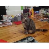 Picture of cat lost at Taverny