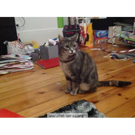 Photo 1/1 Mistie Chat lost in Taverny