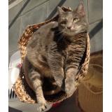 Picture of cat lost at Boulogne Billacourt