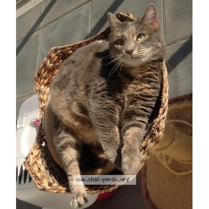 Photo 1/1 Isatis Chat lost in Boulogne billacourt