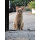Picture of cat lost at Chambery