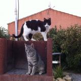 Picture of cat lost at Aigues Vives