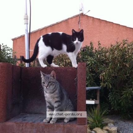 Photo 1/1 tygips Chat lost in Aigues vives