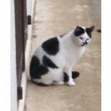 Picture of cat lost at Naveil