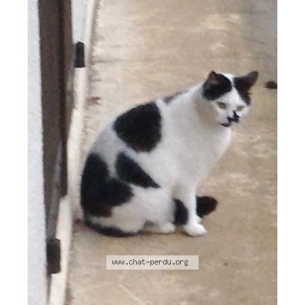 Photo 1/1 Zouko Chat lost in Naveil