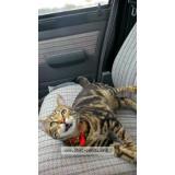 Picture of cat lost at Val Et Chatillon