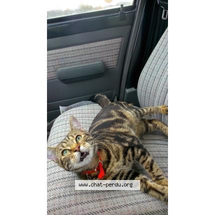 Photo 1/1 Fyfy Chat lost in Val et chatillon