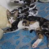 Picture of cat lost at Persan