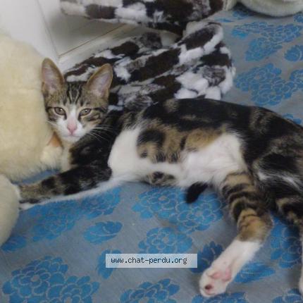 Photo 1/1 Osiris Chat lost in Persan