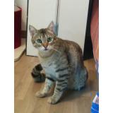 Picture of cat lost at Nancy