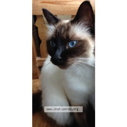 Photo 1/1 Néo Chat lost in Sevres