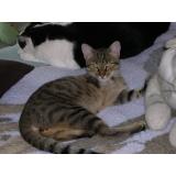 Picture of cat lost at Strasbourg