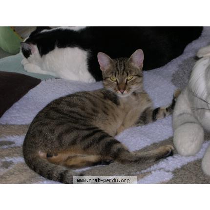 Photo 1/1 Barnab&eacute; Chat lost in Strasbourg