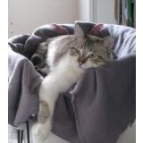 Picture of cat lost at Saint Sornin