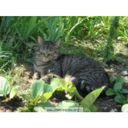 Photo 1/1 Zola Chat lost in Montauban