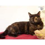 Picture of cat lost at Le Vesinet