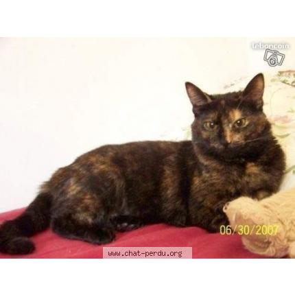 Photo 1/1 Lizzie Chat lost in Le vesinet