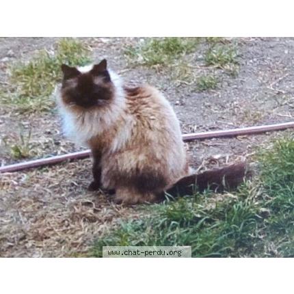 Photo 1/1 Pitchou Chat lost in Nimes