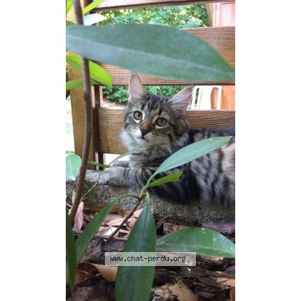 Photo 1/1 chanel Chat lost in Toulouse