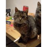 Picture of cat lost at Cesson