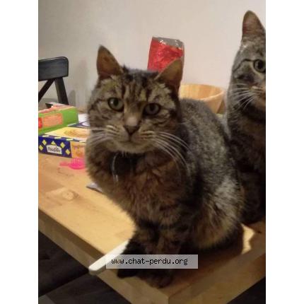 Photo 1/1 Chipie Chat lost in Cesson