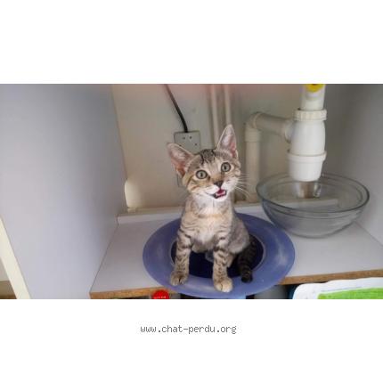 Photo 1/1 LUNA Chat lost in Nice