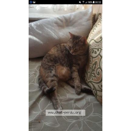 Photo 1/1 Chippie Chat lost in Anderlecht