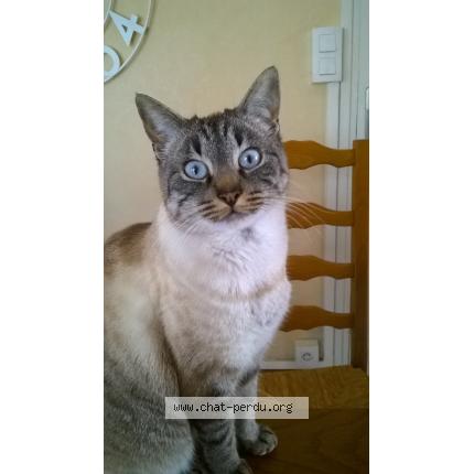 Photo 1/1 HINA Chat lost in Brech