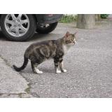 Picture of cat lost at Chambery