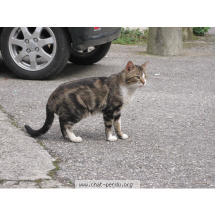 Photo 1/1 BOSTON Chat lost in Chambery