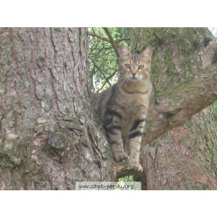 Photo 1/1 Manou Chat lost in Essert