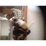 Picture of cat lost at Saint Congard