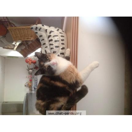 Photo 1/1 MOUNE Chat lost in Saint congard