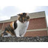 Picture of cat lost at Les Angles