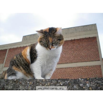 Photo 1/1 cracotte Chat lost in Les angles