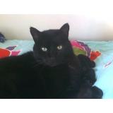 Picture of cat lost at Milly La Foret